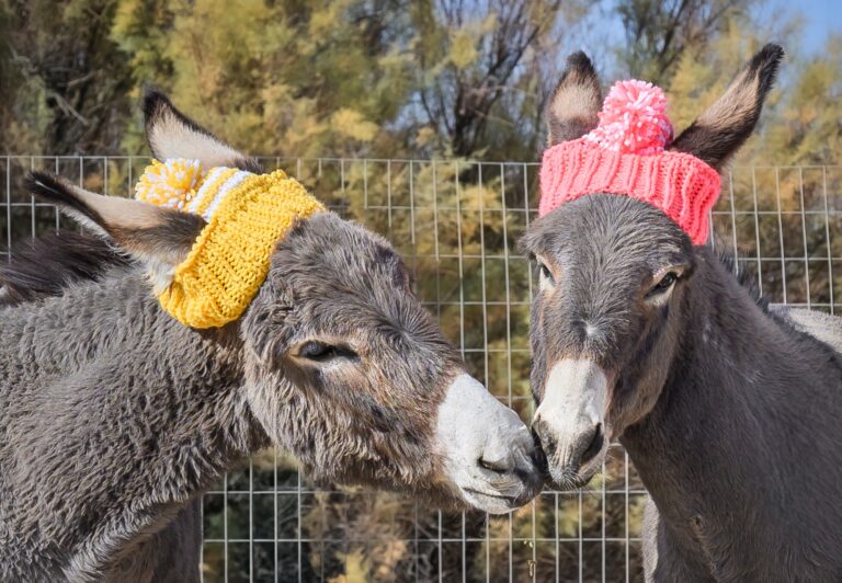 Saving Donkeys, Building Community: The Heartwarming Mission of Donkeys of Pahrump